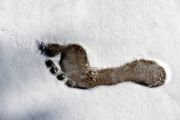 voetafdruk-sneeuw
